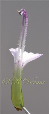  Three large stamens and Perianth tube